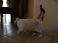 chat fou qui joue