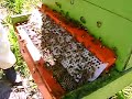 Coleta de Polem - Video