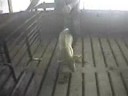 Undercover Footage From Pig Factory Farm