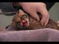 videos de Beardsley Zoo Baby Ocelot