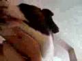 St. Bernard Attacks