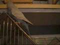 Buzzo the blue budgie doesn't talk budgie talk..
