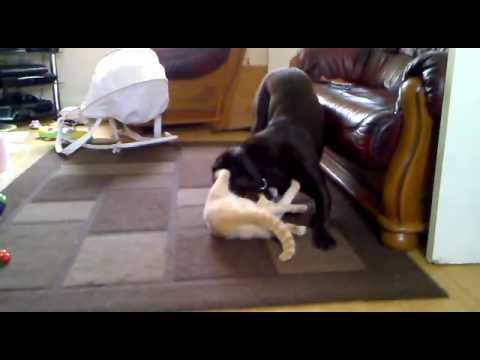 Chocolate Labrador vs Siamese cat (Dog and Cat play fighting)