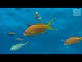 this video is part of a story at climatexchange.aspacnet.org climate change will have direct impacts on the great barrier reef, including through increased severity of storms and cyclones and ocean acidification. the ecological consequences of these changes will be serious, and some have already been observed. as the oceans become slightly more acidic the ability of corals to form their calcium carbonate skeleton will be reduced. weakened skeletons will also make corals more susceptible to storm damage. in 2006 tropical cyclone larry, a severe category 5 storm, most heavily damaged feather reef, ellison reef and taylor reef which lie between tully and innisfail. up to 30% of the corals on these reefs were damaged.