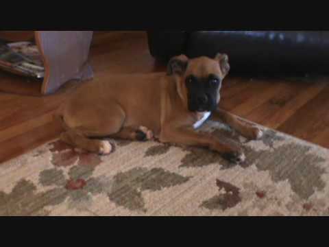 Dexter Lounging Around