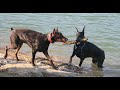 Modus Ost Dobermanns