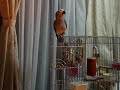 My Parrot -06- \"HipHop Parrot\"