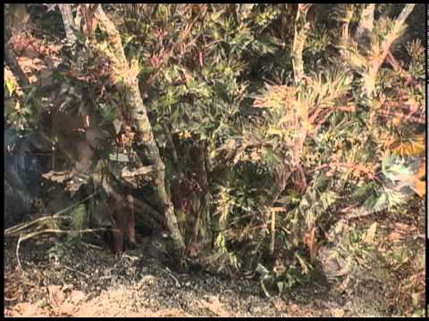 how to transplant peonies in the spring