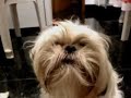 Cachorro imita o dono - Dog imitates its owner