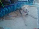 my dog my dog