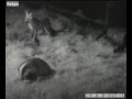 WWT Caerlaverock: Badger and red fox from webcam