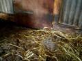 videos de more Tamworth piglets with mother