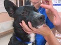 Watch the Dog Health Video