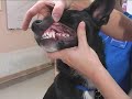 Watch the Dog Health Video