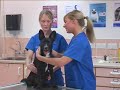 Watch the Dog Health Video