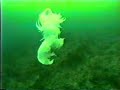 Diving on BC\