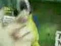 videos de Parrot attacks