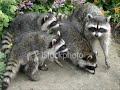 cute animals, animals planet, organism, theory, wolf, wolves, dog, evolution, religion, god, bear, polar bear, tiger, husky, panda bear, triat chart, complex, koala, racoon, mouse, mice, rat, bat, bats, cute hamsters, beaver, usa, europeans, fighting, truth, bizzare, platypus, duck, chicken, joke, paris hilton, slut, chicken head, crow, raven, eagles, hawks, real, dinosaurs, fossiles, bones, rhino, loin, tiger, whale, killer whale, shark, sloth, t rex, ice age, global warming, hippo, pop, g unit, 50 cent, life, prediction, future, magic, college, women, man, booty, technology, matrix, physical, labor, preach, speach, war, love, hate, hilary clinton, bush, cold, heat, gay homosexual, asexual, transexual, xx chromosomes, xy chromosomes, shrinking y chromosomes, lizards, whiptail lizards, mutate, x men, survive