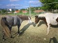 Les poneys Les poneys