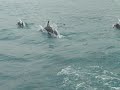Kaikoura Dolphins Kaikoura Dolphins