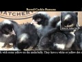 Video: Barred Cochin Bantam Baby Chicks