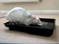 How to Introduce a pet rat to water