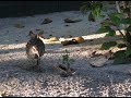 FUJI treasure Island 6 FUJI treasure Island 6