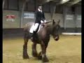 Trekpaard dressuurwedstrijdt