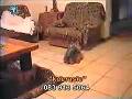 Best sex - home video