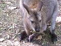 Wallaby Extreme Close Up At The Bronx Zoo