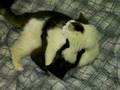 Nicomal & Comal