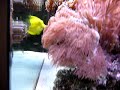MEu aquario marinho em 2008. 