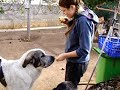 Mastines Espa�oles Comiendo Naranjas
