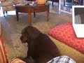 Dogbook Movie: Seamus...bad to the bone