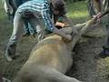 EU CASTRANDO...