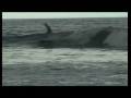 Costa Rica - Playa Guiones, Surf 2008