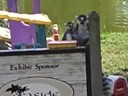 Lemurs