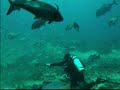 Shark Diving in Fiji