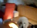 perry @clickertraining #1 perry @clickertraining #1