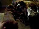 Lucky and Minnie playing Lucky and Minnie playing