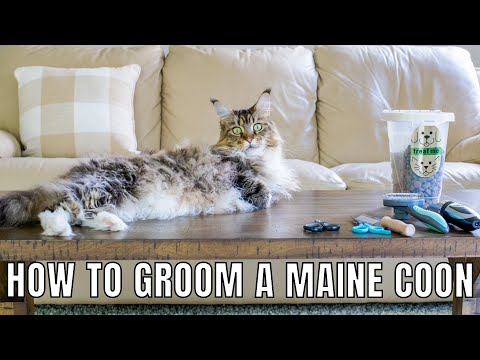 How to Groom a Maine Coon | Brushing Molly