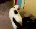 Chato vs. Xena