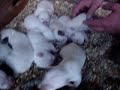 White Pitbulls from portugal