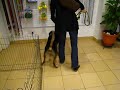 Me walking Cyrus together