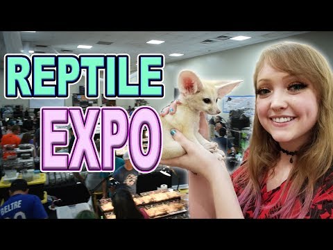YouTube reptile video