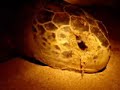 tortuga-golfina.html