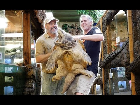 YouTube reptile video