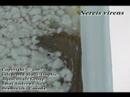 Nereis virens Tube Building Nereis virens Tube Building