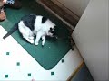 My cat gets violent with catnip and gets high