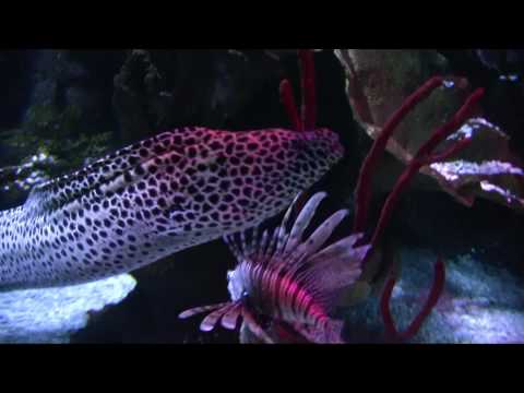 sealife -